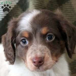 Miles, Dachshund Puppy