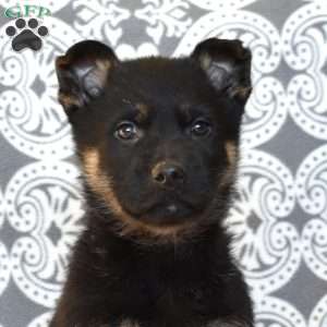 Miles, German Shepherd Puppy