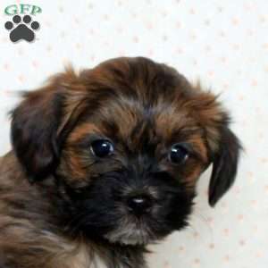 Miles, Havanese Puppy