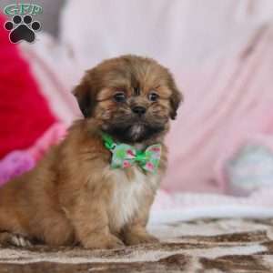 Miles, Lhasa Apso Puppy