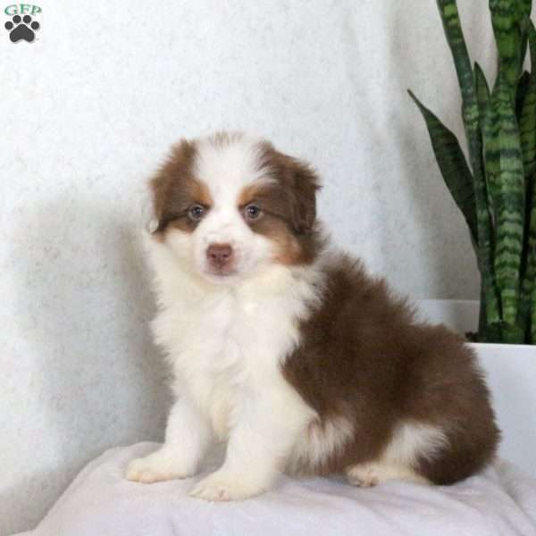 Miley, Miniature Australian Shepherd Puppy