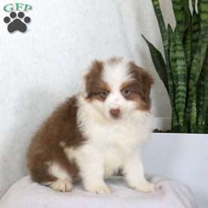 Miley, Miniature Australian Shepherd Puppy