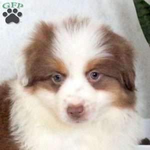 Miley, Miniature Australian Shepherd Puppy