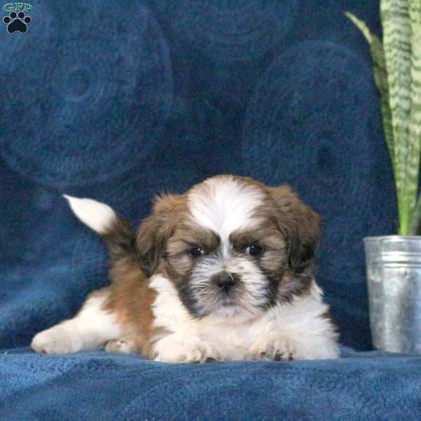 Milky Way, Shih Tzu Puppy