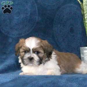 Milky Way, Shih Tzu Puppy