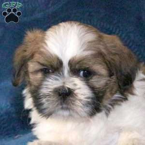 Milky Way, Shih Tzu Puppy