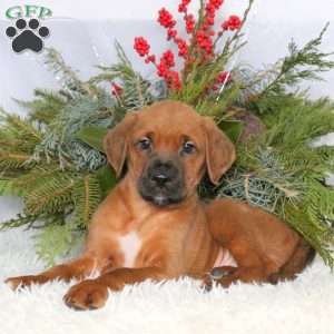 Miller, Boxer Mix Puppy