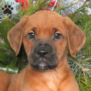 Miller, Boxer Mix Puppy