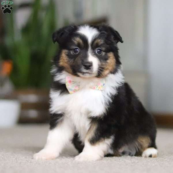 Millie, Miniature Australian Shepherd Puppy