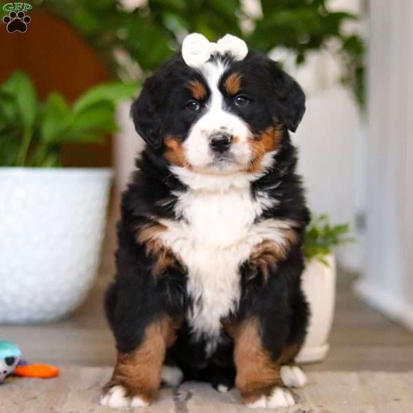 Millie, Bernese Mountain Dog Puppy
