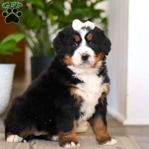 Millie, Bernese Mountain Dog Puppy