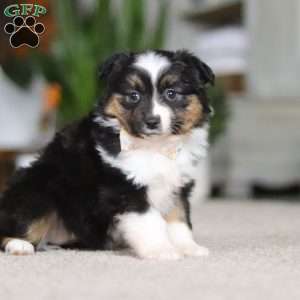 Millie, Miniature Australian Shepherd Puppy