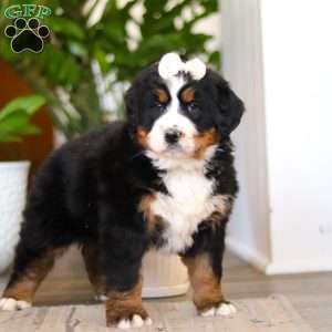 Millie, Bernese Mountain Dog Puppy