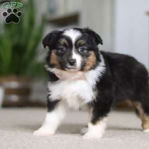 Millie, Miniature Australian Shepherd Puppy