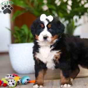 Millie, Bernese Mountain Dog Puppy