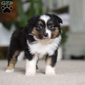 Millie, Miniature Australian Shepherd Puppy