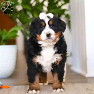 Millie, Bernese Mountain Dog Puppy