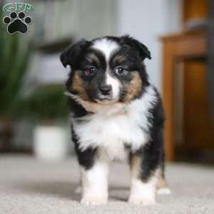 Millie, Miniature Australian Shepherd Puppy