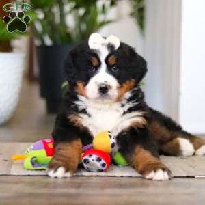 Millie, Bernese Mountain Dog Puppy