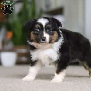 Millie, Miniature Australian Shepherd Puppy