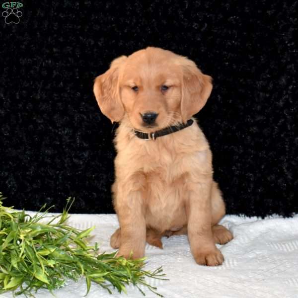 Millie, Golden Retriever Puppy