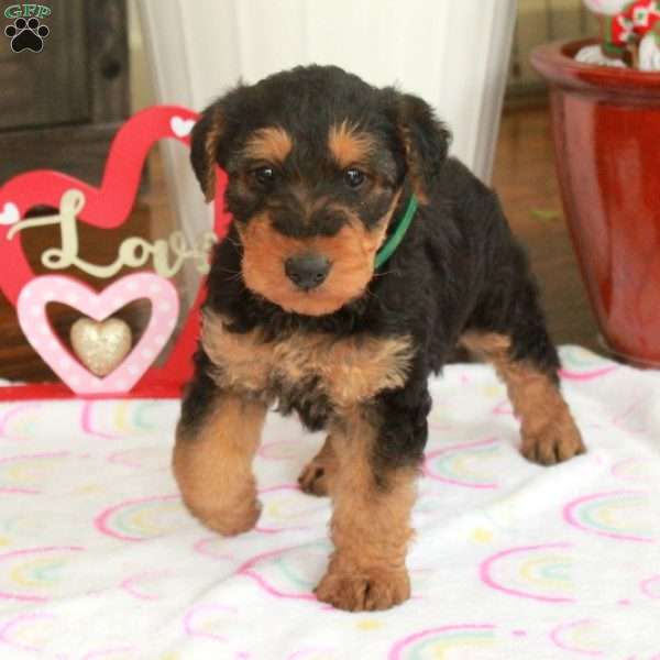 Millie, Airedale Terrier Puppy