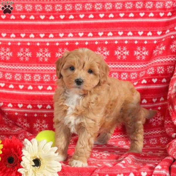 Millie – F1B, Mini Labradoodle Puppy