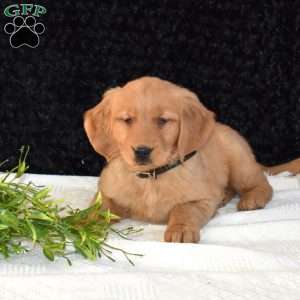 Millie, Golden Retriever Puppy