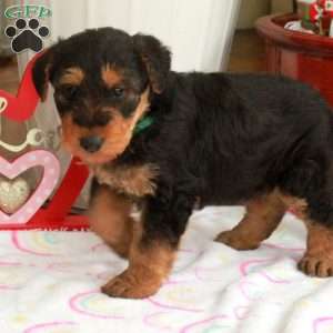 Millie, Airedale Terrier Puppy