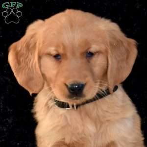Millie, Golden Retriever Puppy