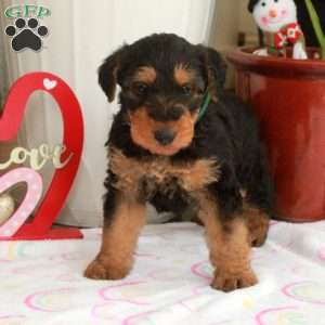 Millie, Airedale Terrier Puppy