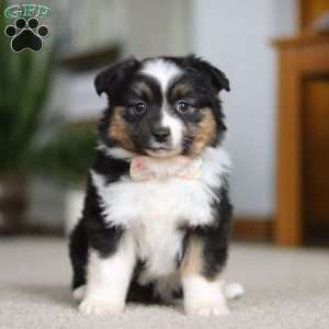 Millie, Miniature Australian Shepherd Puppy