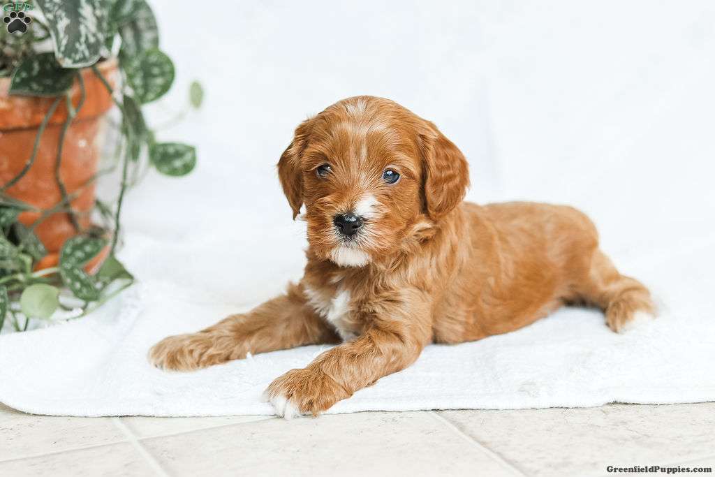 Milo F1b - Cavapoo Puppy For Sale in Pennsylvania