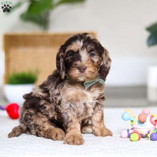 Tate, Cockapoo Puppy