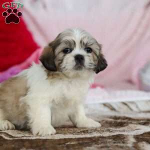 Milo, Lhasa Apso Puppy