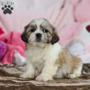 Milo, Lhasa Apso Puppy