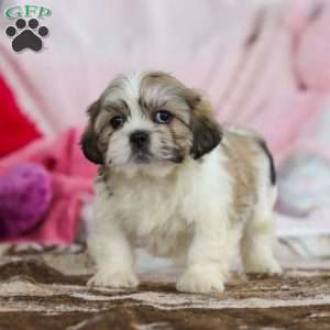 Milo, Lhasa Apso Puppy