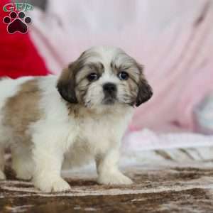 Milo, Lhasa Apso Puppy