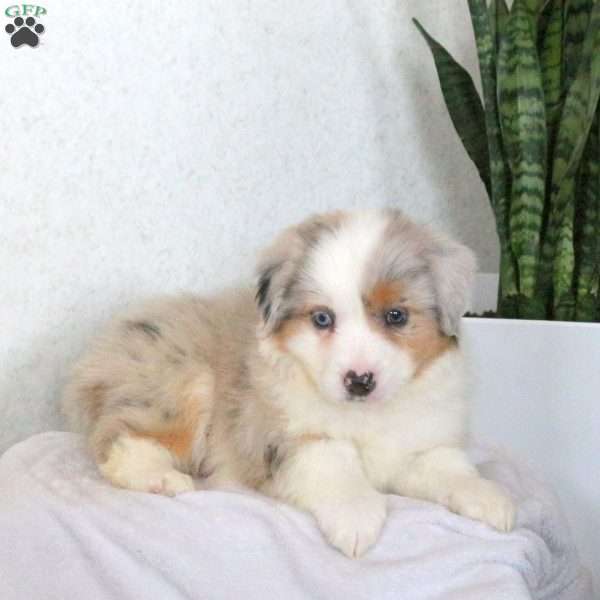 Milo, Miniature Australian Shepherd Puppy