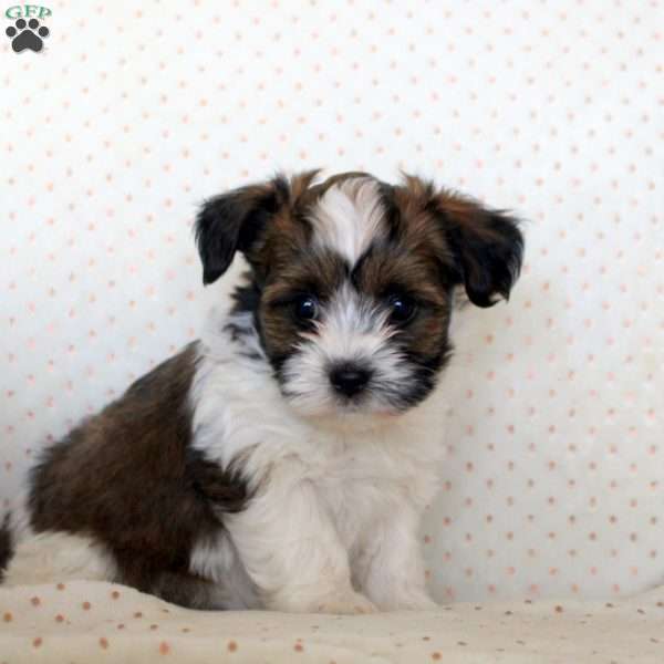 Milo, Havanese Puppy