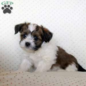 Milo, Havanese Puppy