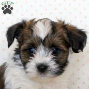 Milo, Havanese Puppy