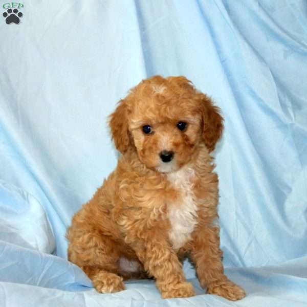 Milo, Miniature Poodle Puppy