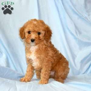 Milo, Miniature Poodle Puppy