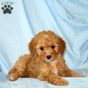 Milo, Miniature Poodle Puppy
