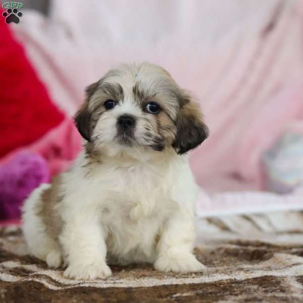 Milo, Lhasa Apso Puppy