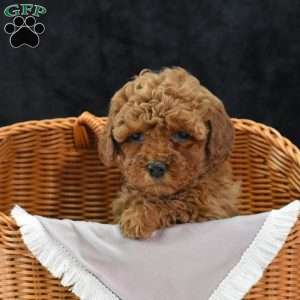 Mindy, Havapoo Puppy