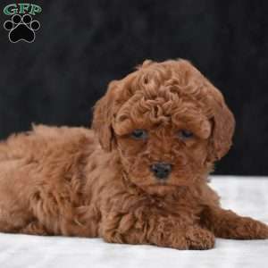 Mindy, Havapoo Puppy