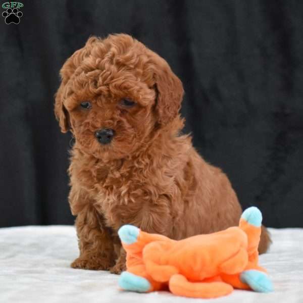 Mindy, Havapoo Puppy