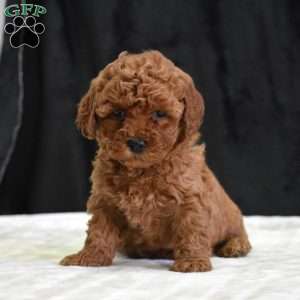 Mindy, Havapoo Puppy